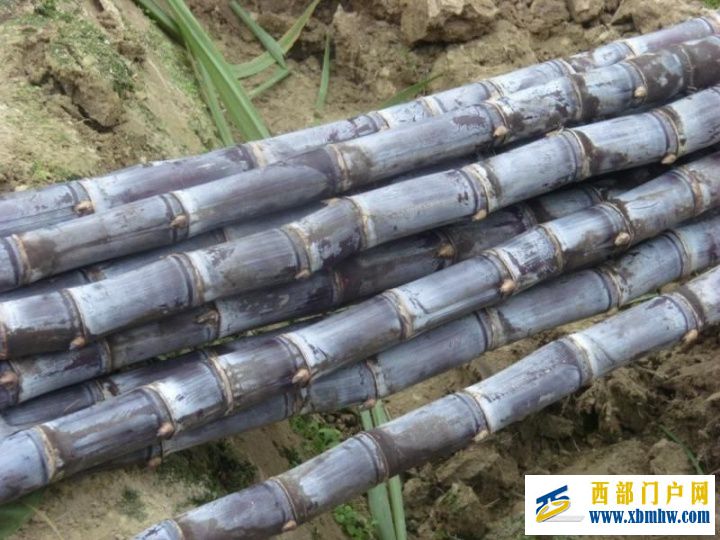 我的家乡—崇左(图5) 我的家乡—崇左(图5)