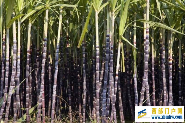 我的家乡—崇左(图8) 我的家乡—崇左(图8)