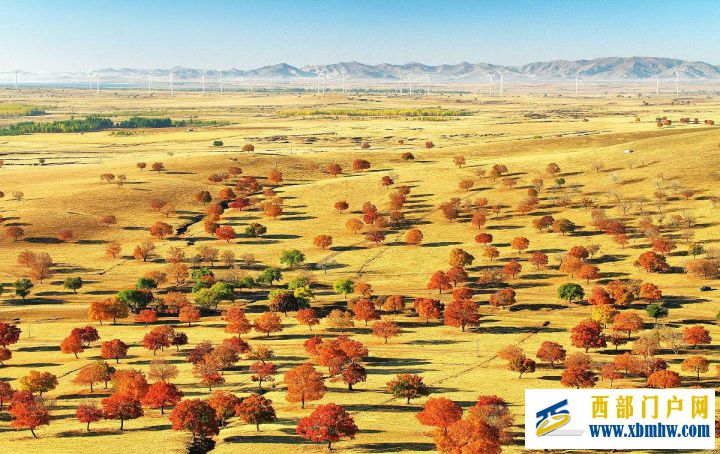 “小葱带你吃天下”——兴安盟寻味内蒙古,走进兴...(图5) “小葱带你吃天下”——兴安盟寻味内蒙古,走进兴...(图5)