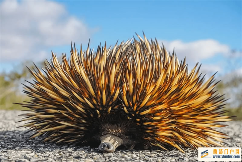 答应我,下次见面别再喊我“刺猬”了,好吗?(图1) 答应我,下次见面别再喊我“刺猬”了,好吗?(图1)