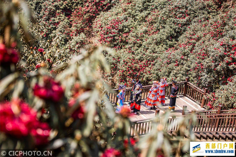 贵州毕节:杜鹃花开醉游人(图1) 贵州毕节:杜鹃花开醉游人(图1)