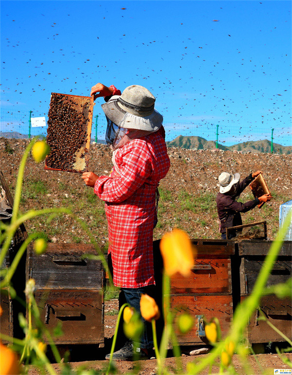 夏日时节甘肃张掖祁连山下酿蜜忙(图1)