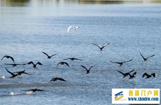 巴彦淖尔拉开候鸟南迁大幕(图1) 巴彦淖尔拉开候鸟南迁大幕(图1)
