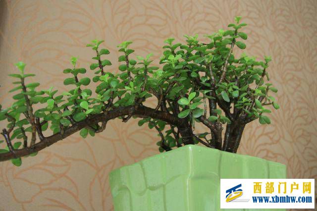 想要玉树养得好,修剪必须做得好,玉树枝条粗壮是老桩(图1) 想要玉树养得好,修剪必须做得好,玉树枝条粗壮是老桩(图1)
