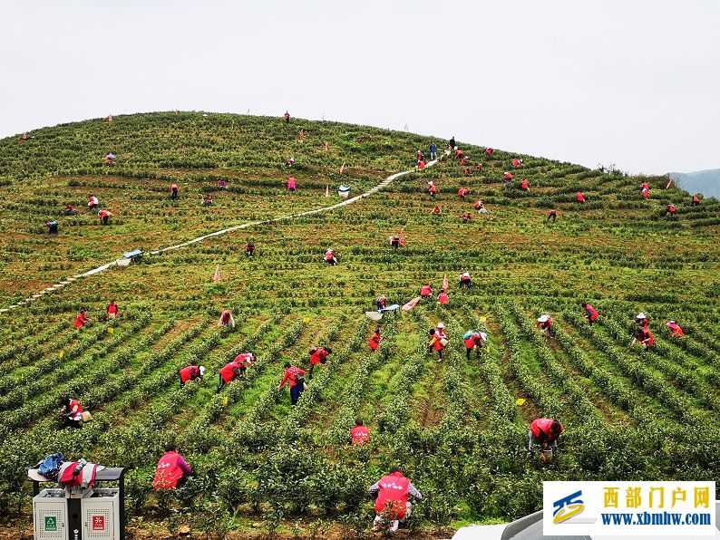 思南鹦鹉溪:聚力“党建+”擦亮乡村振兴底色 (图1) 白茶产业发展.jpg