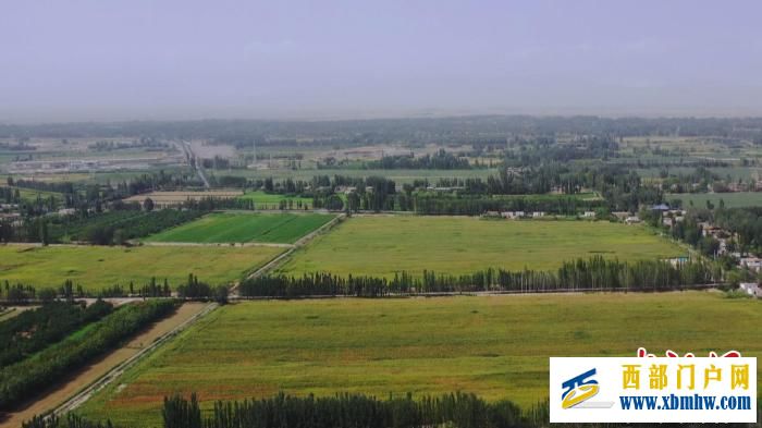 新疆巴州29万亩青贮玉米迎来收获季 为牲畜越冬备足“口粮”(图1) 新疆巴州29万亩青贮玉米迎来收获季 为牲畜越冬备足“口粮”(图1)