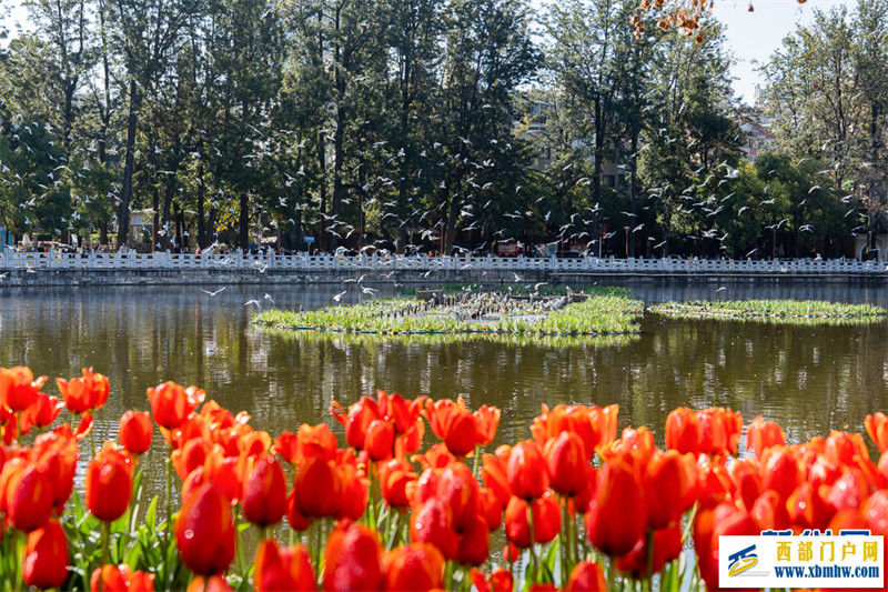 在昆明“郁”见春色浪漫(图1) 在昆明“郁”见春色浪漫(图1)