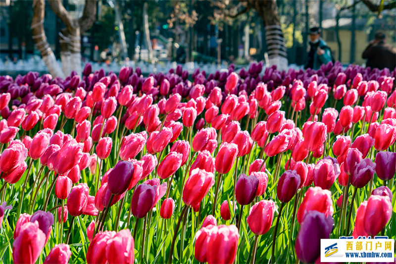 在昆明“郁”见春色浪漫(图2) 在昆明“郁”见春色浪漫(图2)