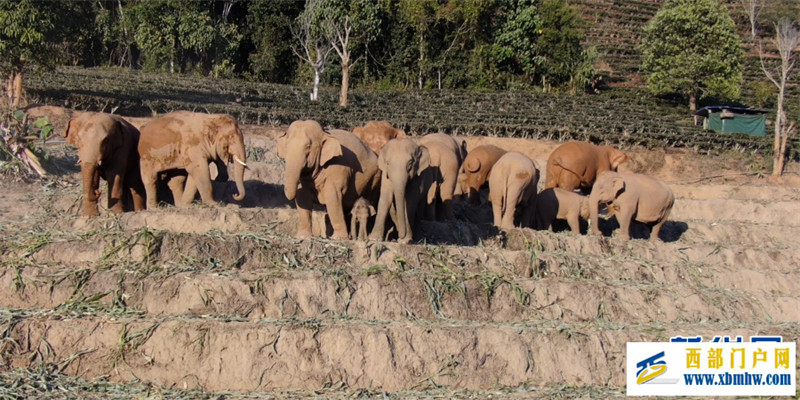 云南江城:野生亚洲象集体炫“团圆饭”(图1) 云南江城:野生亚洲象集体炫“团圆饭”(图1)