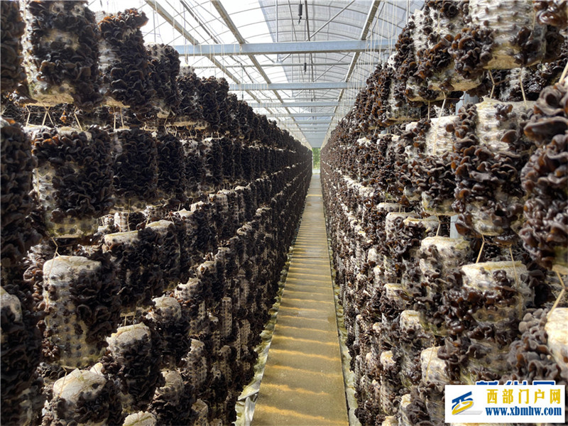 丽江永胜将举办特色商品展和“五一”美食文化节系列活动(图3) 丽江永胜将举办特色商品展和“五一”美食文化节系列活动(图3)