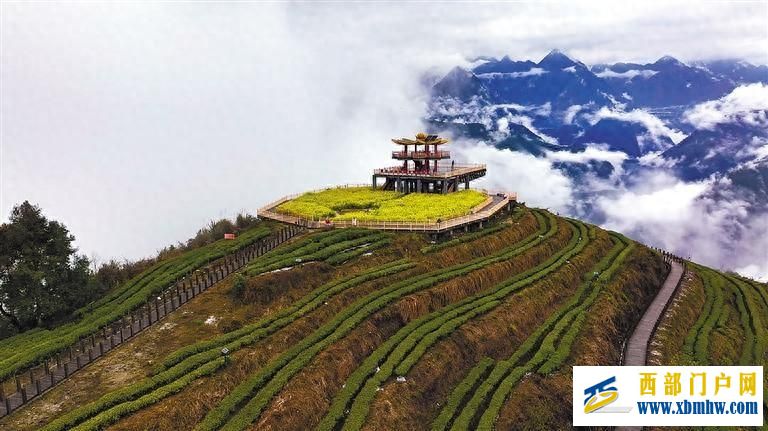 “小茶叶”变身“金叶子”—墨脱依托生态优势推动茶产业发展(图1) “小茶叶”变身“金叶子”—墨脱依托生态优势推动茶产业发展(图1)