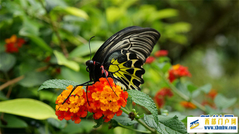 云南金平将迎来蝴蝶大爆发 预计爆发总数近亿只(图1) 云南金平将迎来蝴蝶大爆发 预计爆发总数近亿只(图1)