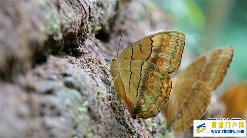 云南金平将迎来蝴蝶大爆发 预计爆发总数近亿只(图5) 云南金平将迎来蝴蝶大爆发 预计爆发总数近亿只(图5)
