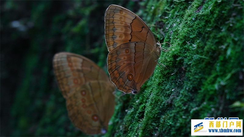 云南金平将迎来蝴蝶大爆发 预计爆发总数近亿只(图6) 云南金平将迎来蝴蝶大爆发 预计爆发总数近亿只(图6)