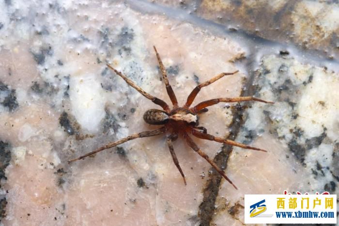 西藏墨脱接连发现蜘蛛新种(图2) 西藏墨脱接连发现蜘蛛新种(图2)