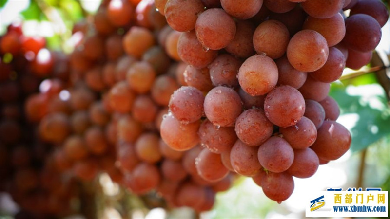 2024年云南宾川果品大会启动(图6) 2024年云南宾川果品大会启动(图6)