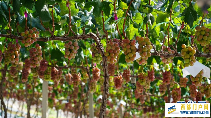 2024年云南宾川果品大会启动(图7) 2024年云南宾川果品大会启动(图7)