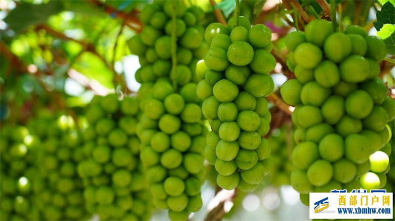 2024年云南宾川果品大会启动(图9) 2024年云南宾川果品大会启动(图9)