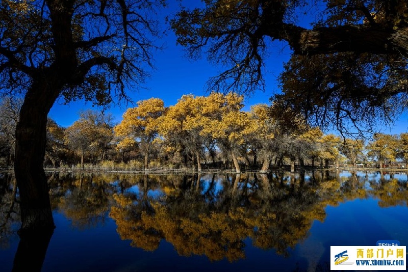 额济纳:金秋胡杨别样美(图2) 额济纳:金秋胡杨别样美(图2)