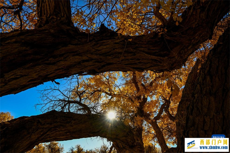 额济纳:金秋胡杨别样美(图6) 额济纳:金秋胡杨别样美(图6)