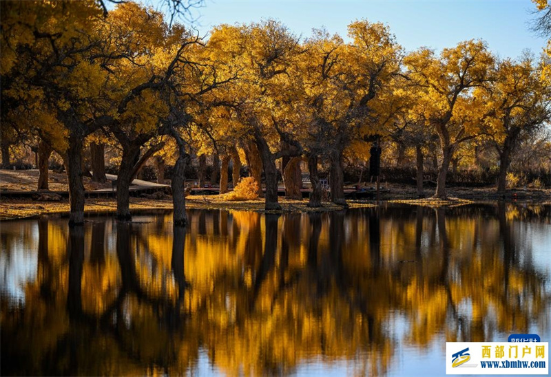 额济纳:金秋胡杨别样美(图7) 额济纳:金秋胡杨别样美(图7)