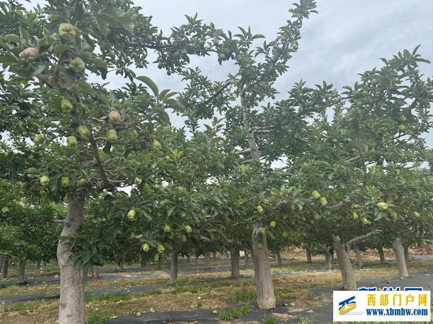 甘肃天水:昔日荒坡种“金果”(图1) 甘肃天水:昔日荒坡种“金果”(图1)