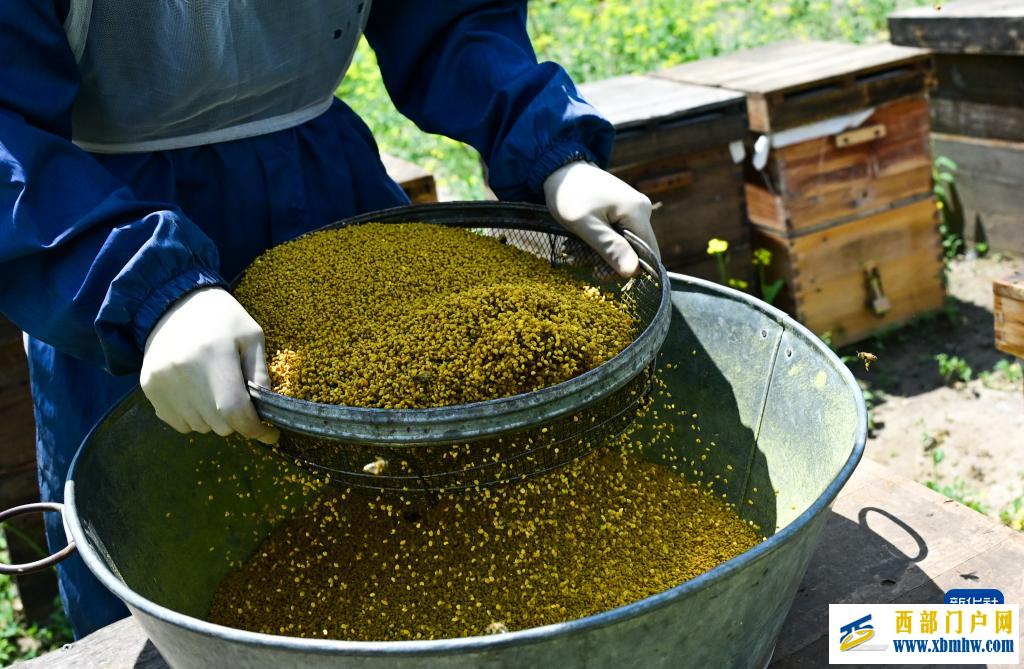 追花人家 甜在田间(图2)