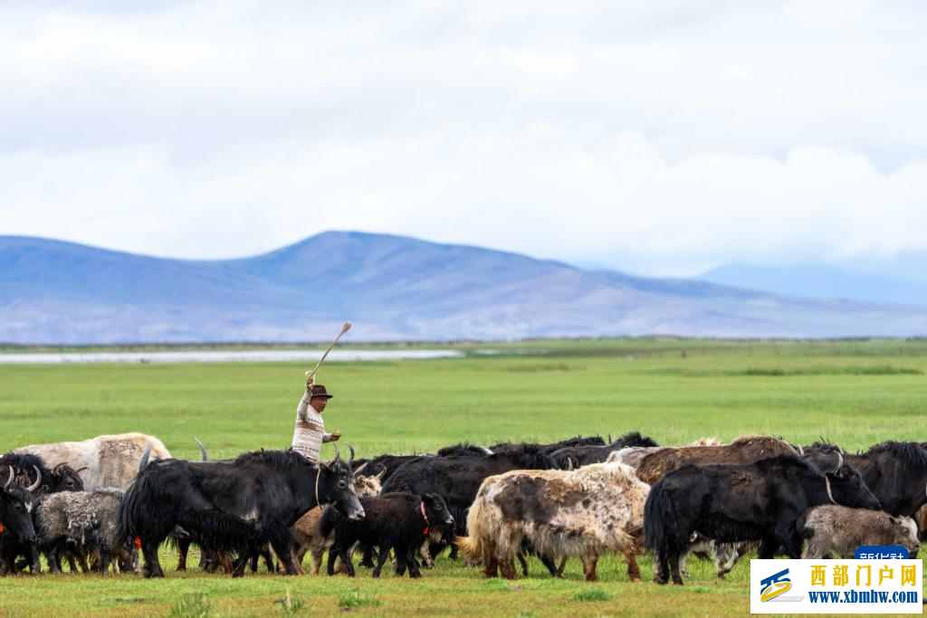 辉煌60载 魅力新西藏｜玛旁雍错湿地展现盛夏生命力(图1)