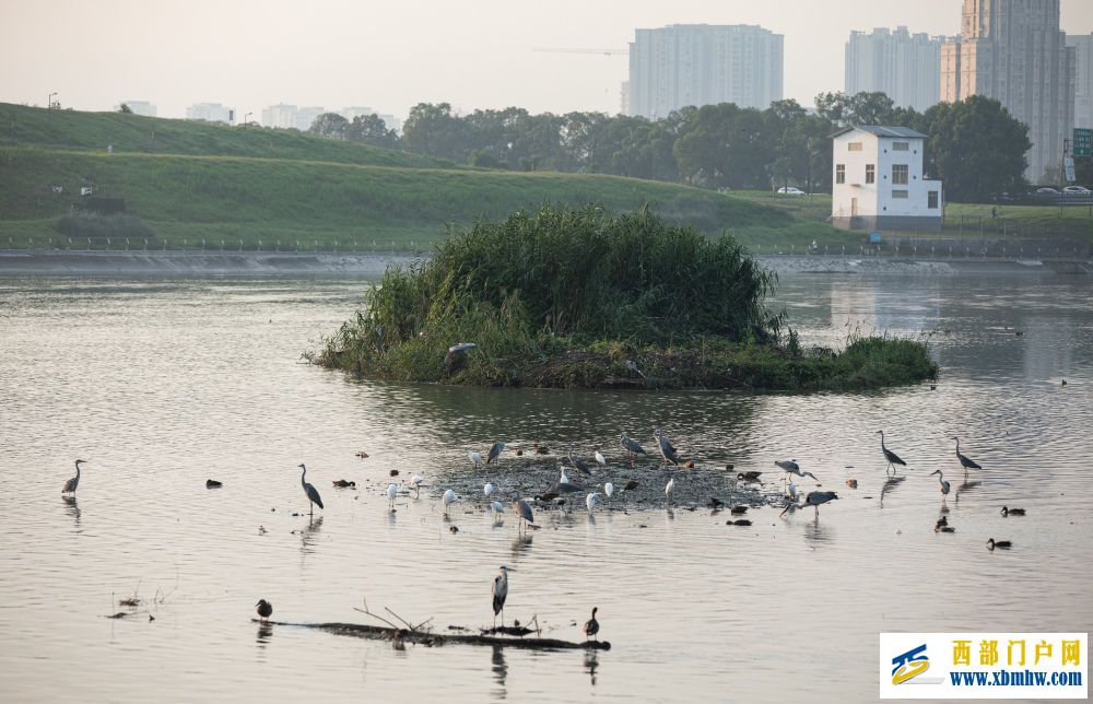 在成都｜从晨曦到夜色，感受生态之城的绿色脉搏(图28)