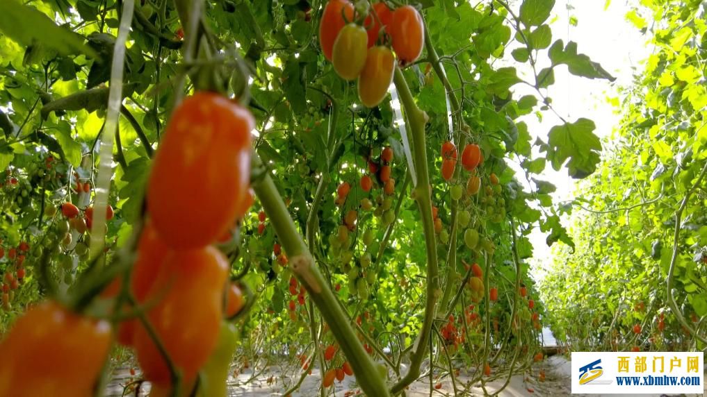 甘肃定西：科技赋能 全年鲜蔬“不断档”(图1)