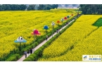 重庆潼南：油菜花开迎客来